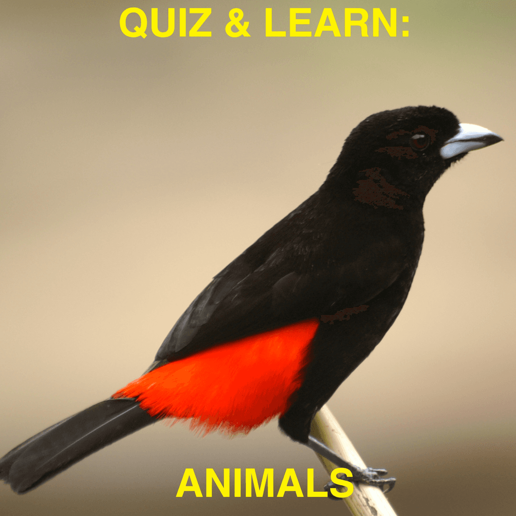 Quiz & Learn: Animals